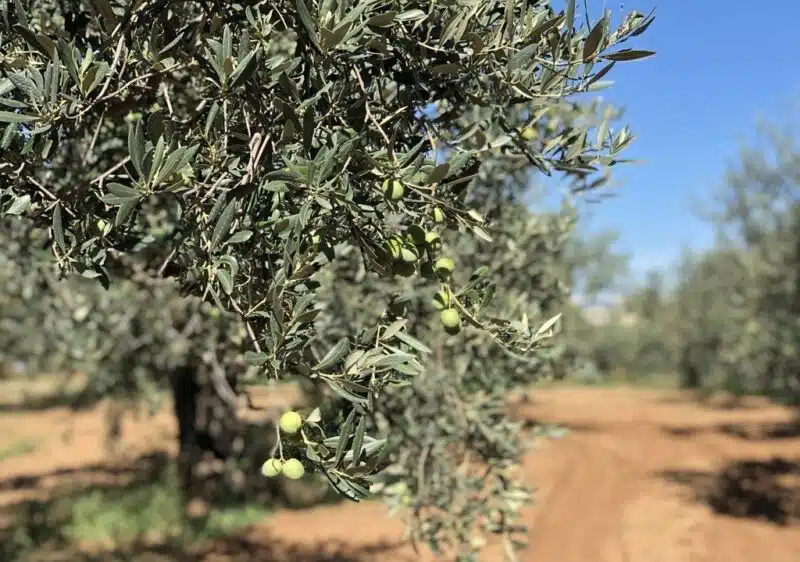 Olives biologiques Nocellara del Belice – Image 3