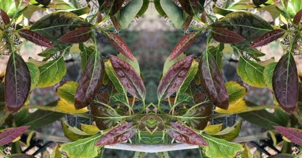 Avocado Biologici in Sicilia